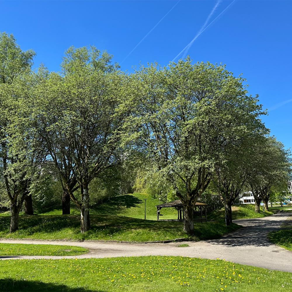 Flera gröna träd, en grön gräsmatta och blå himmel